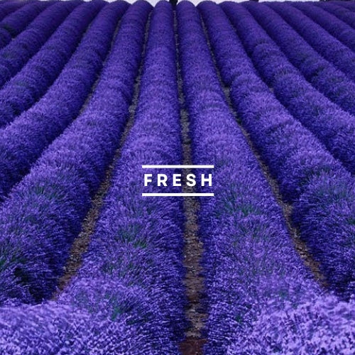 FRESH
